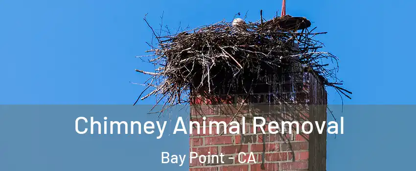  Chimney Animal Removal Bay Point - CA