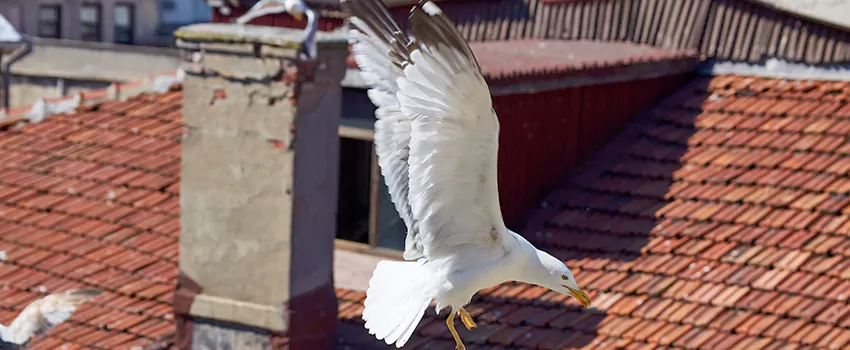Residential Chimney Animal Removal Solution in Bay Point, CA